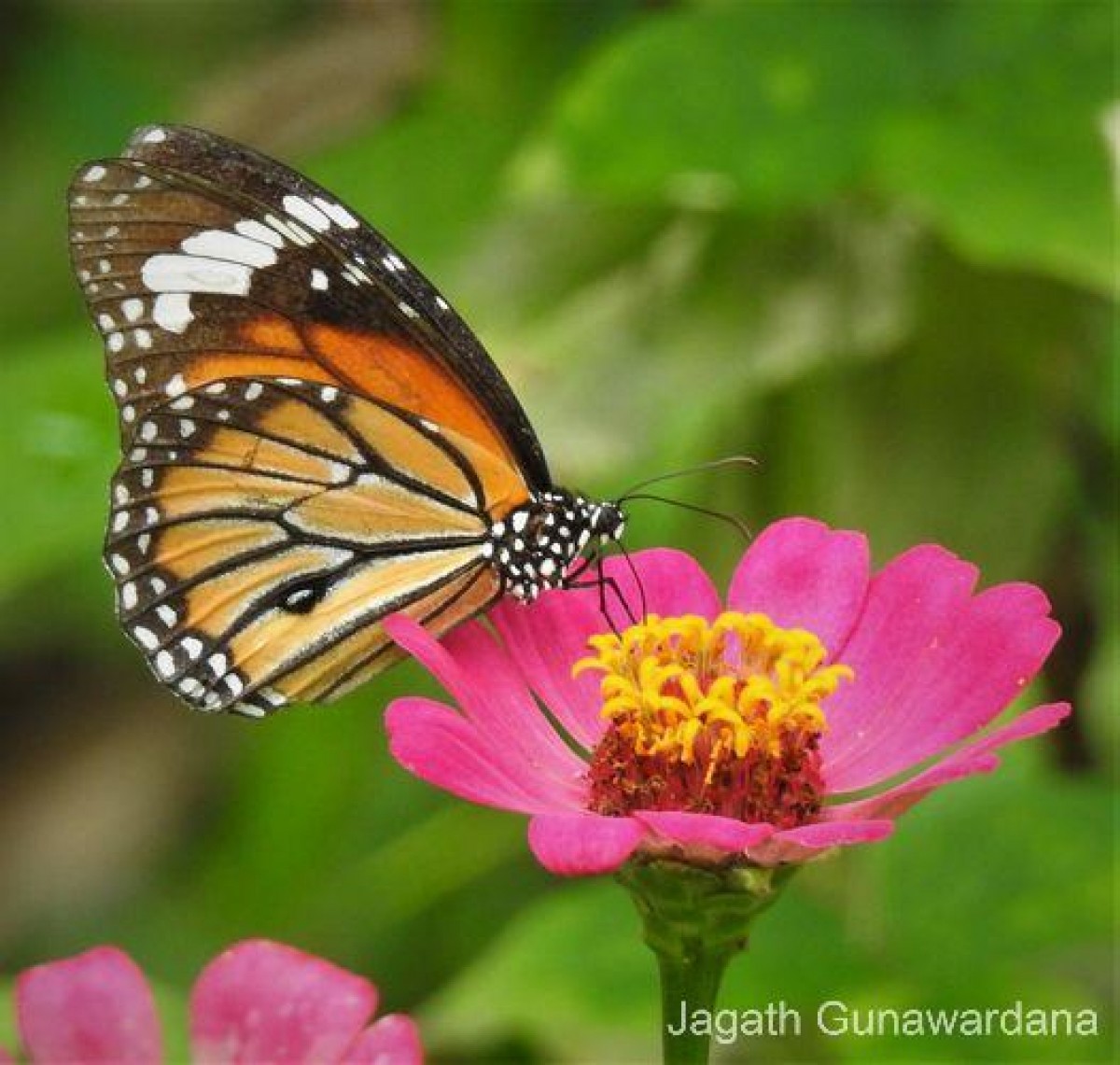 Danaus genutia Cramer, 1779